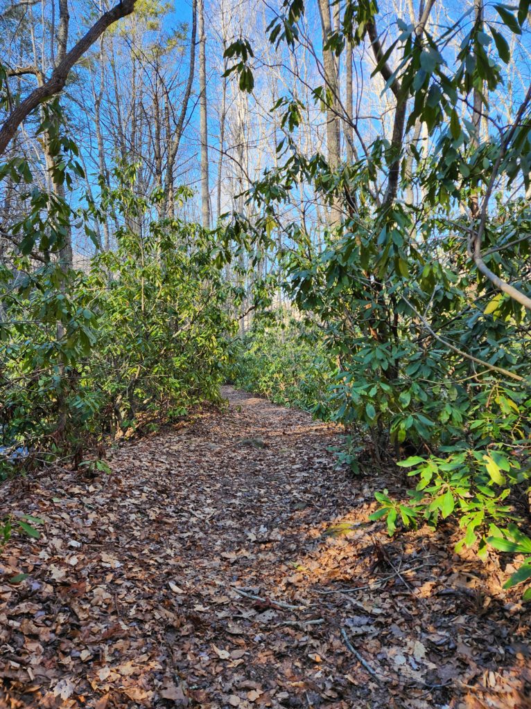 A path covered with chipped wood through a forest at Roan Mountain State Park, TN.