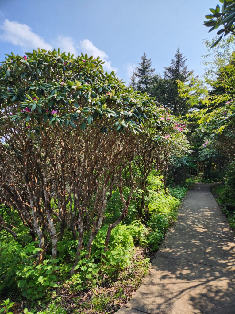A paved path through the Rhododendron Gardens in Roan Mountain, TN.
