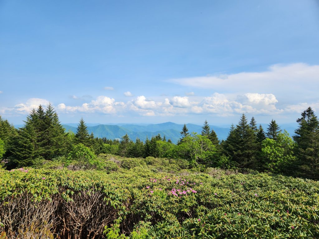 A view looking out at far off mountains, a few white clouds in the blue sky, evergreen trees, and lots of green rhododendron bushes with a few purple flowers on them. 