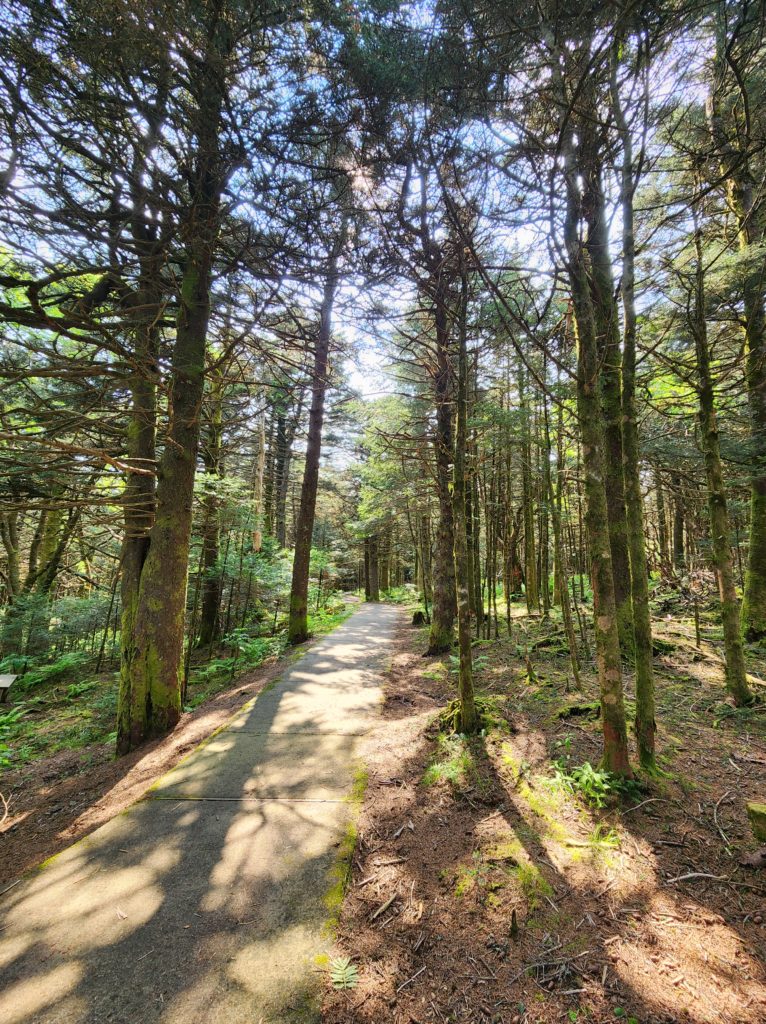 A paved path through the trees, with the sunshine shining through them.