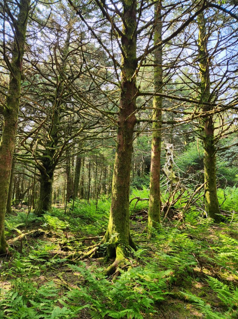 A magical looking forest with moss covered trees, ferns covering the grounds below, and blue sky peeking through.