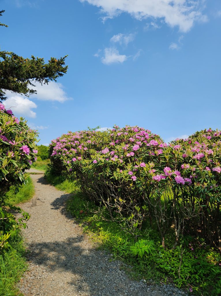 A gravel pathway leading through evergreen trees and rhododendron bushes with purple blooms on them.