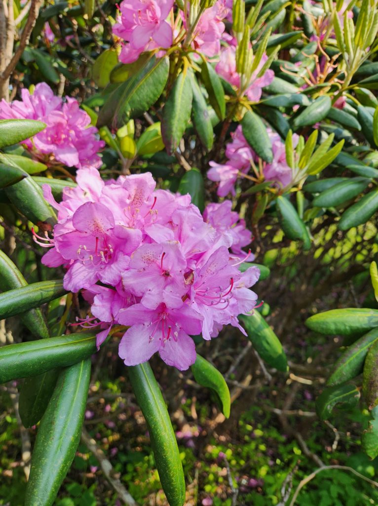A few rhododendron blossoms with several pinky purple flowers on each one and green leaves.