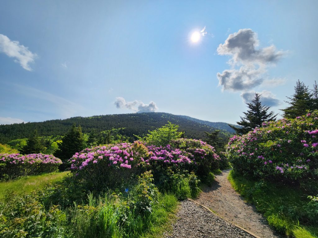 A gravel path leading through rhododendron bushes with purple flowers, evergreen trees, and looking out over a tree covered mountain. A blue sky in the background, with a gray-ish white cloud and the sun peeking through.