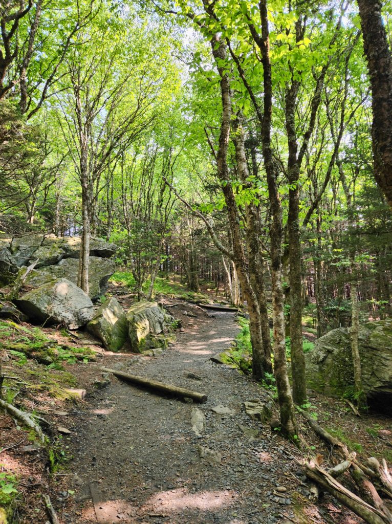 A path through a forest of trees, with large rocks along the side of the path.