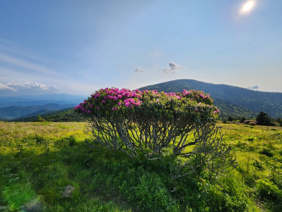 A rhododendron flower bush with pinky purple flowers on it in the middle of a grassy mountainside. Mountains, blue sky, and some white clouds in the background.