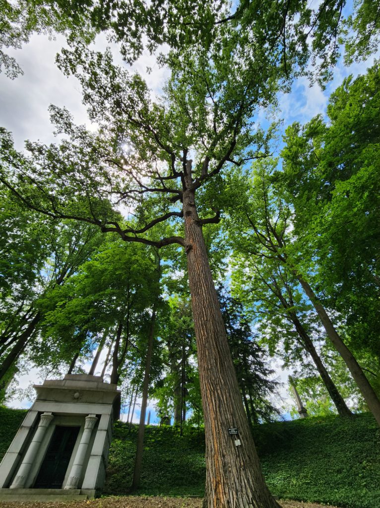 Large beautiful tree in Lake View Cemetery in Cleveland, OH. Perspective is looking up at the tree. 