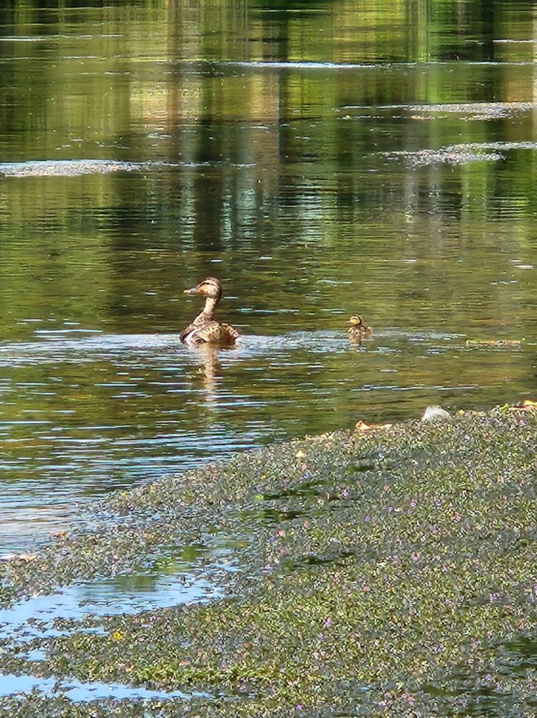 A mama and baby duck swimming in the lake at Sycamore Shoals State Park in Elizabethton, TN. 