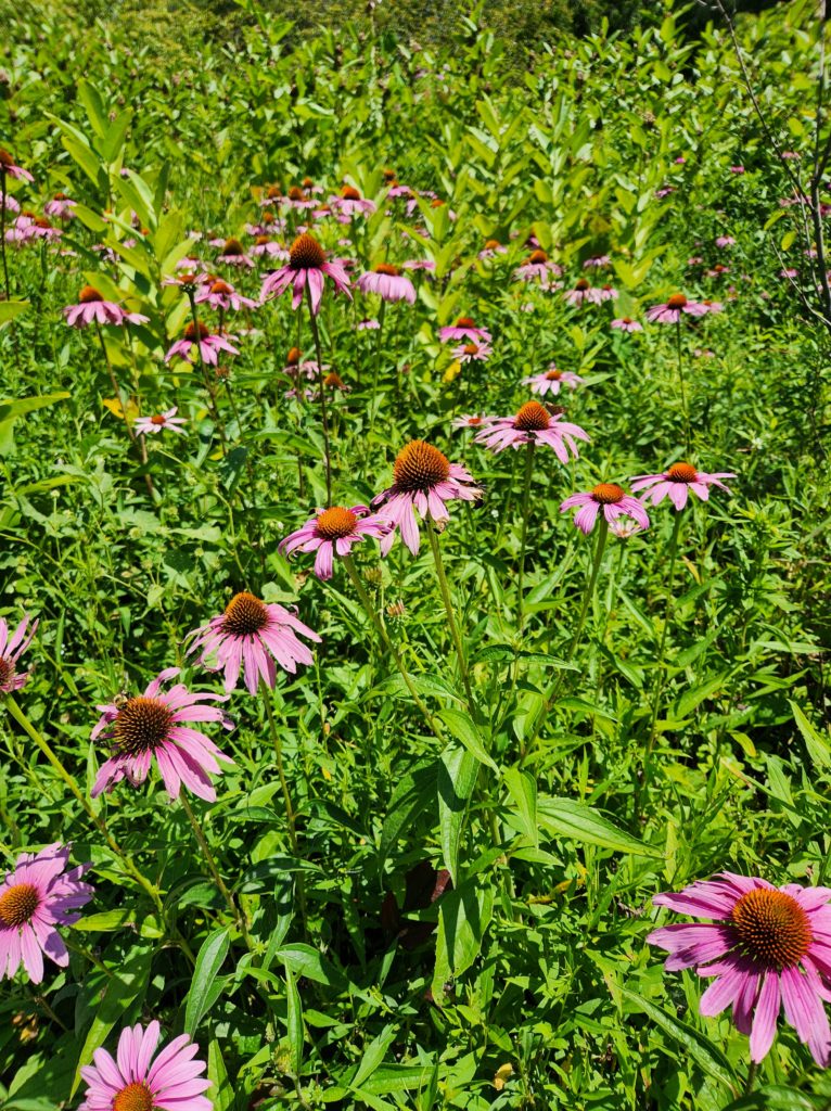 A garden with purple flowers mixed in with the green of the other plants surrounding them at Sycamore Shoals State Park in Elizabethton, TN. 