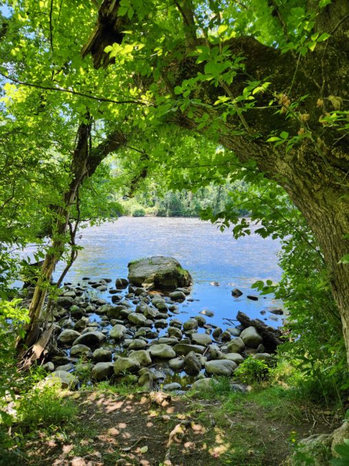 A view of the river through the trees. A large rock sits in the water under an arched tree, with other smaller rocks around it.