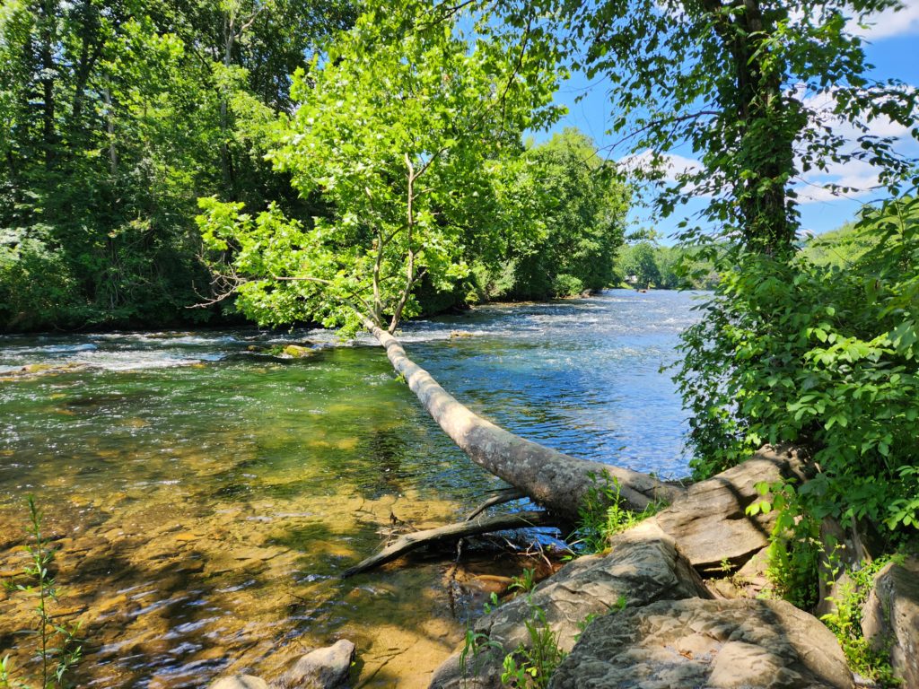 A tree sticking straight out over the river. Most likely pushed over by a storm, but still growing and thriving. Taken at Sycamore Shoals State Park in Elizabethton, TN. 