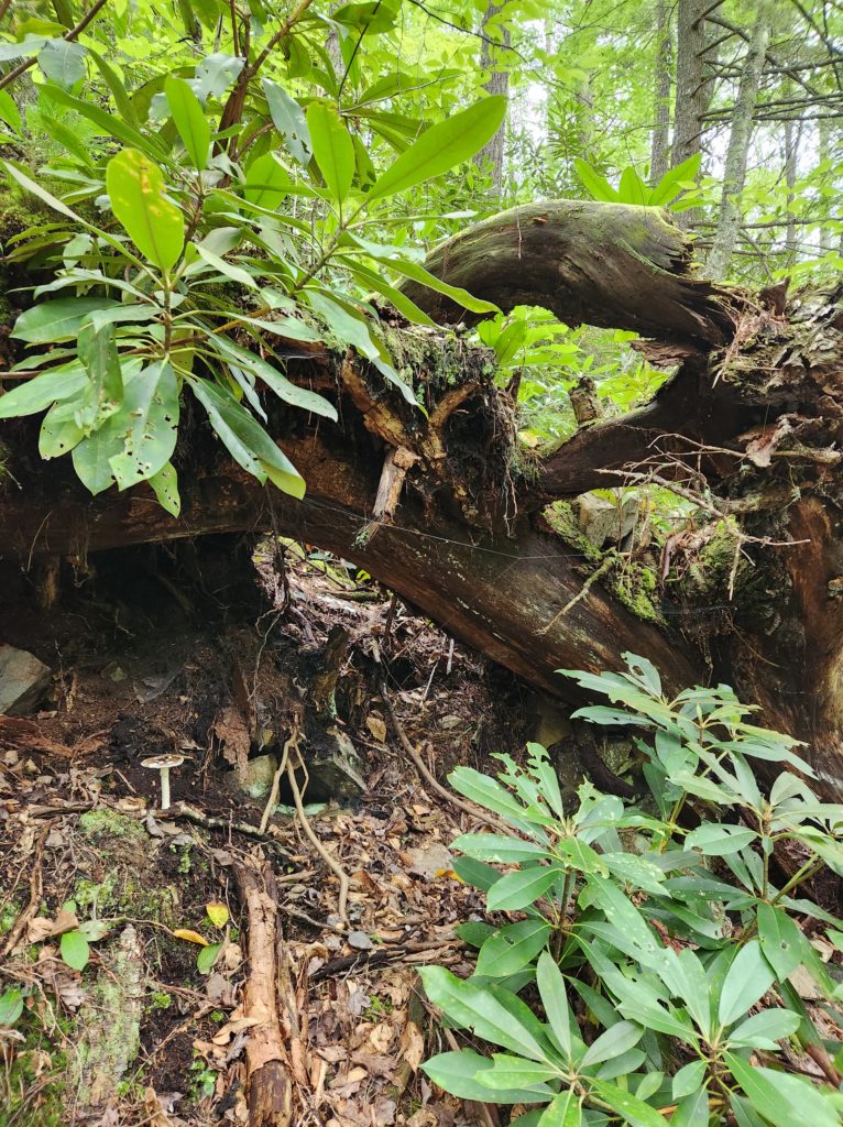 A forest scene, with a fallen tree covered with plants.