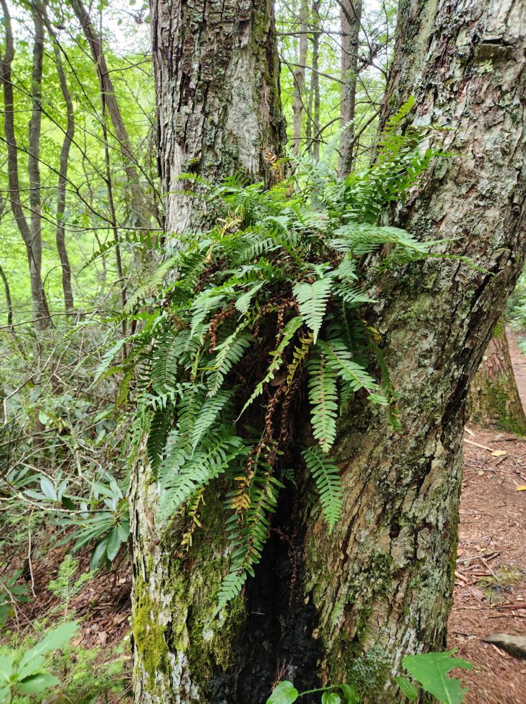 A "V" shaped tree in the forest with a fern growing in the middle of the "V".