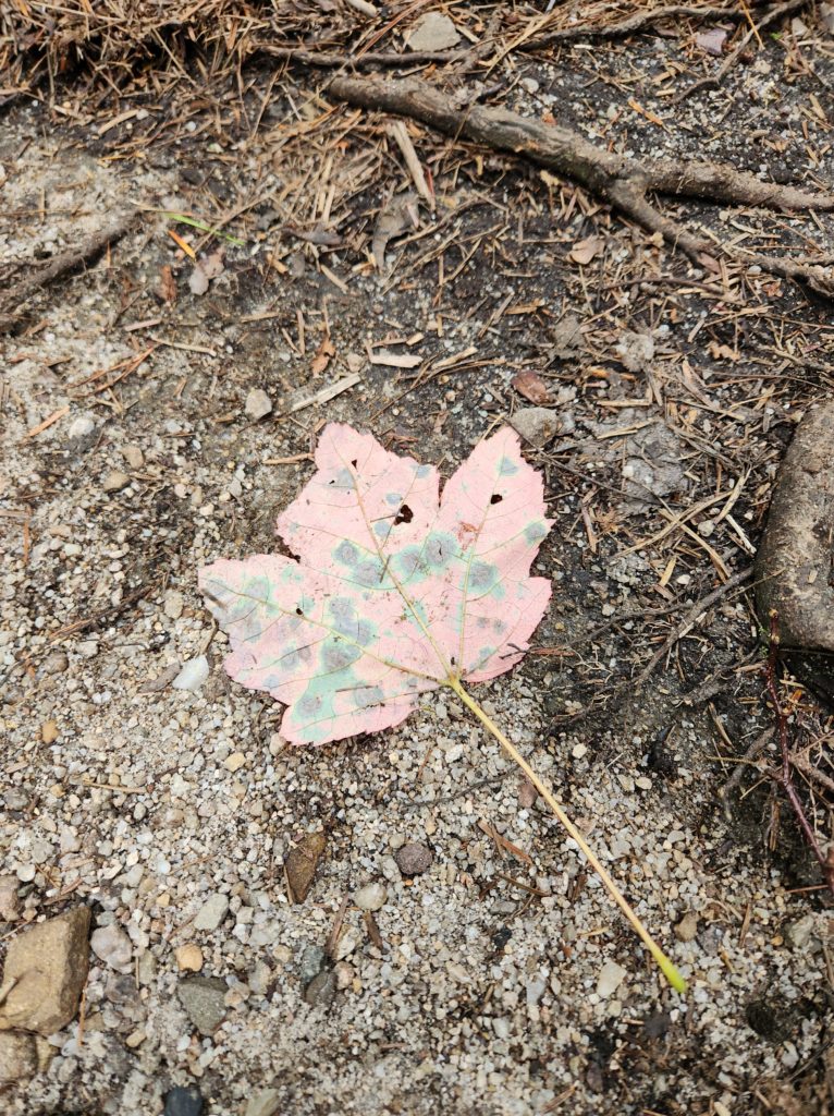 A leaf laying on a dirt path that looks like it has polka dots on it.