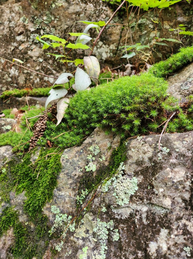 Different types of moss on a rock wall.