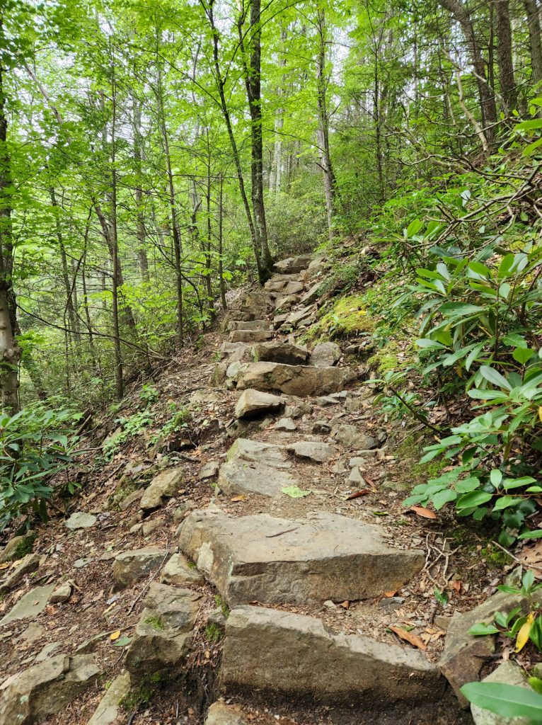 Rock steps leading up into the forest. Trees all around.
