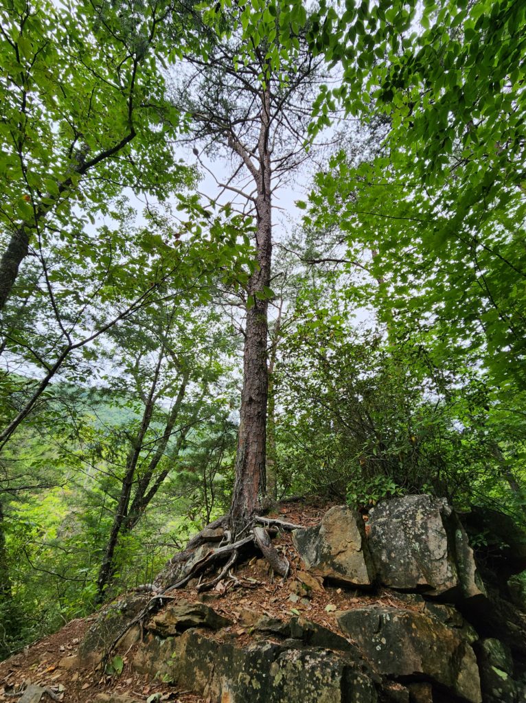 A tree growing on top of a large stack of rocks in the middle of the forest. The roots are visibly wrapped around the rocks.
