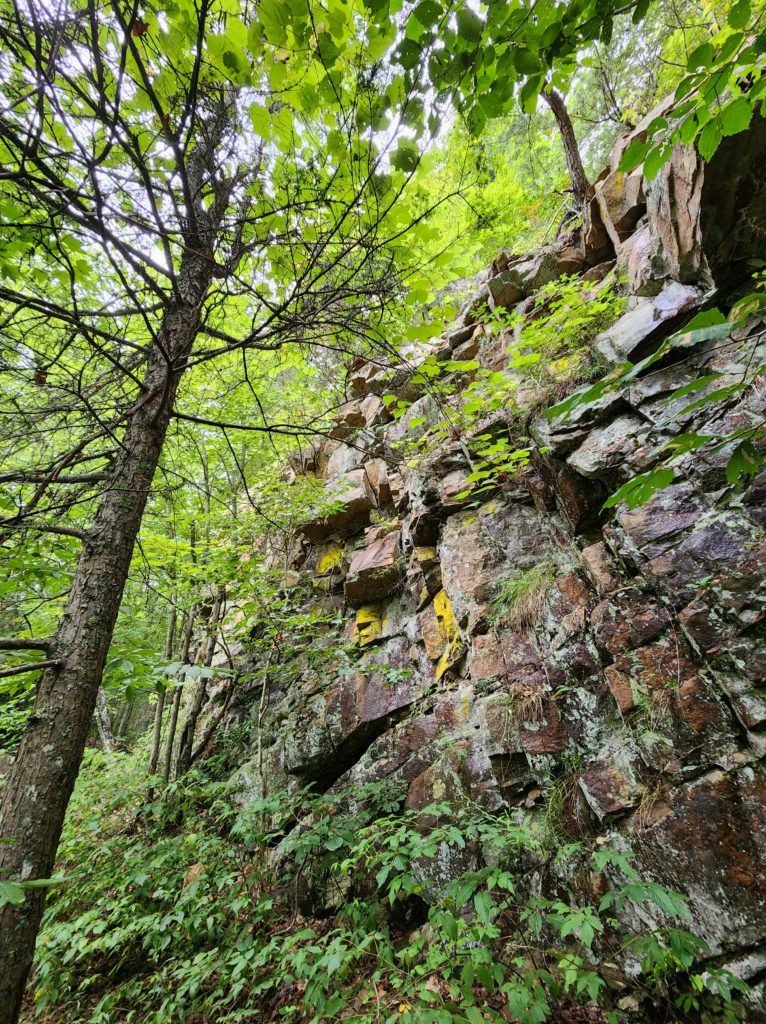 A rock wall in a forest, covered in moss and ferns, surrounded by trees.