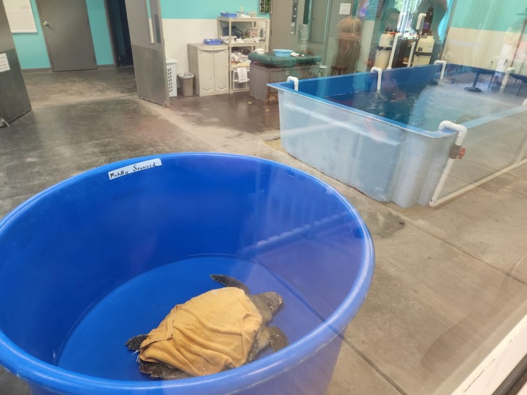Looking through a window into the "sick bay" at the Karen Beasley Sea Turtle Center. A sea turtle lays in a large blue tank with a towel over its back, receiving treatment. Other tanks are in the background. 