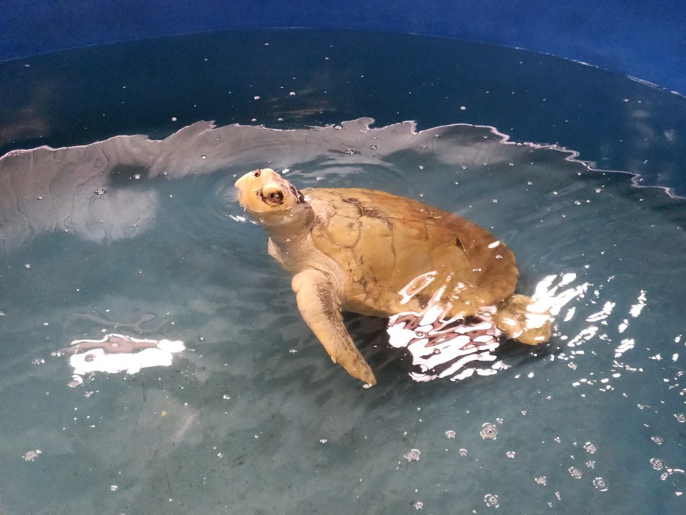 A sea turtle in a tank filled with water at the Karen Beasley Sea Turtle Center.