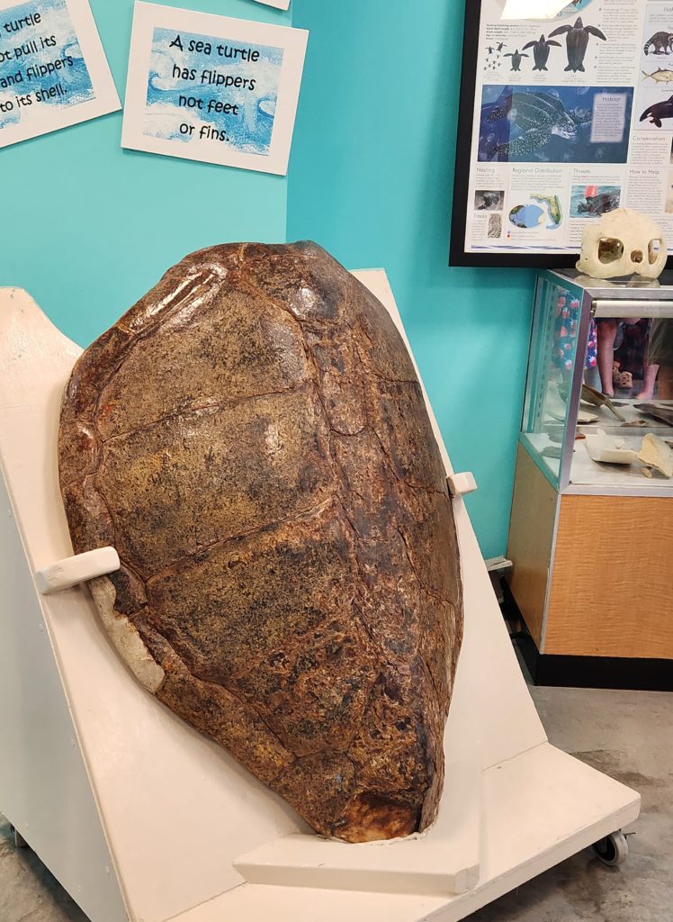 A large sea turtle shell mounted to a moveable board. Used for educating visitors on the anatomy of a sea turtle at the Karen Beasley Sea Turtle Center. 