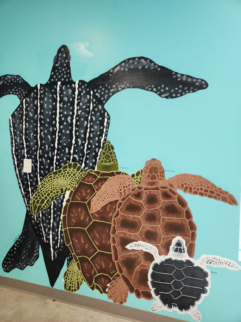 A painting on a wall showing the different sizes of sea turtles - Leatherback, Green, Loggerhead, and Kemps Ridley.