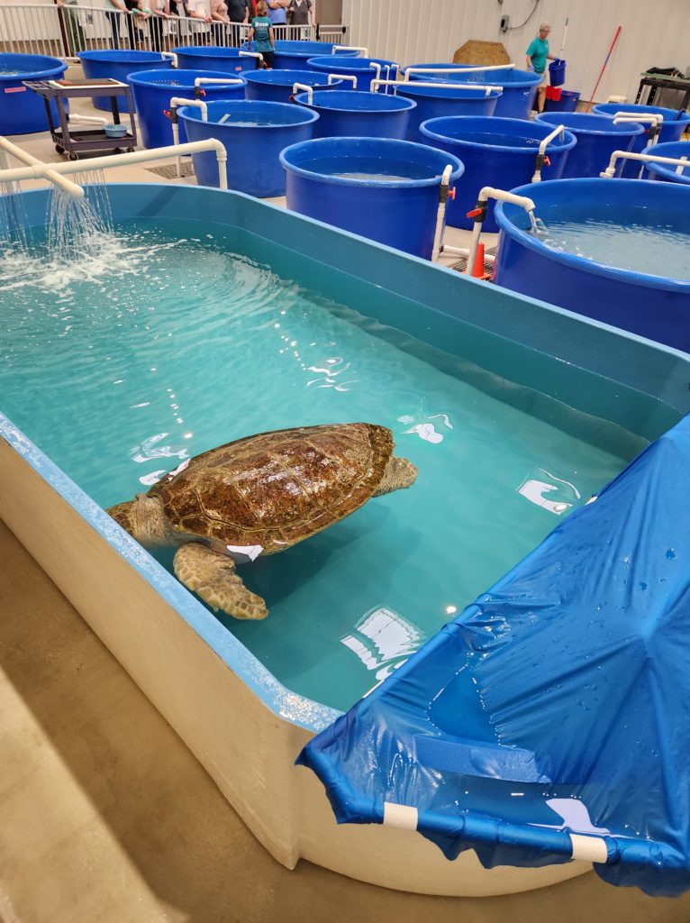 A large tank filled with water, with a large sea turtle in it. In the "Sea Turtle Bay" at the Karen Beasley Sea Turtle Center in NC.