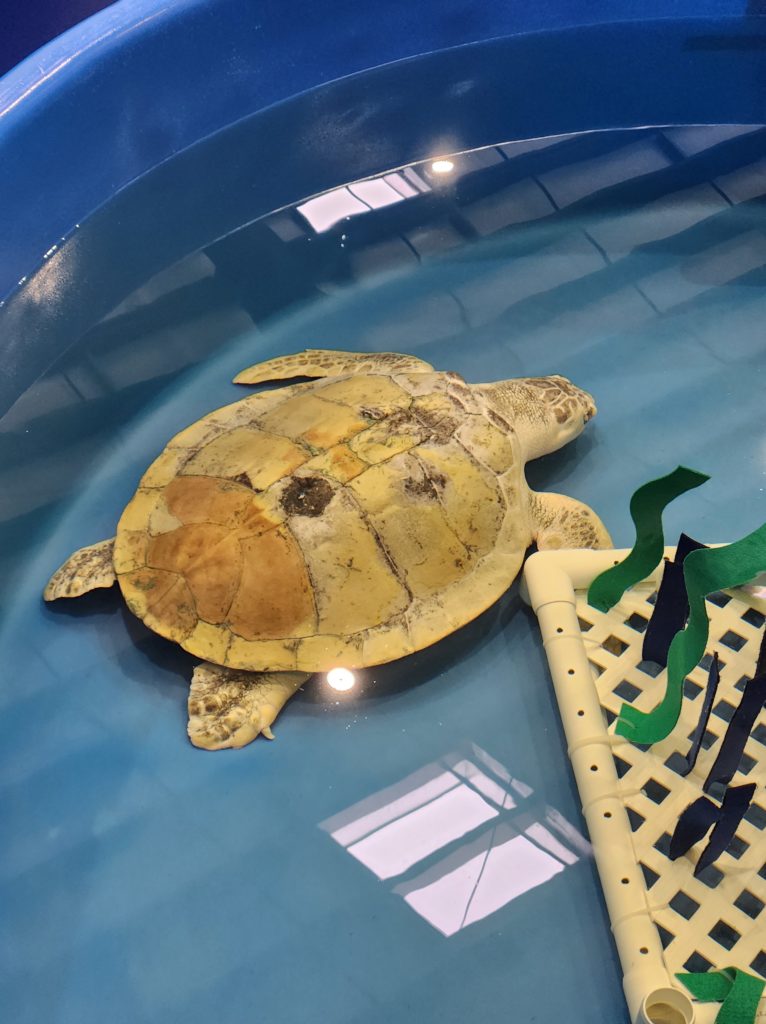 A sea turtle in a large tank of water at the Karen Beasley Sea Turtle Center. In the tank with it, there is an "enrichment tool" - a plastic fence like structure that has wavy grass-like pieces attached to it. 