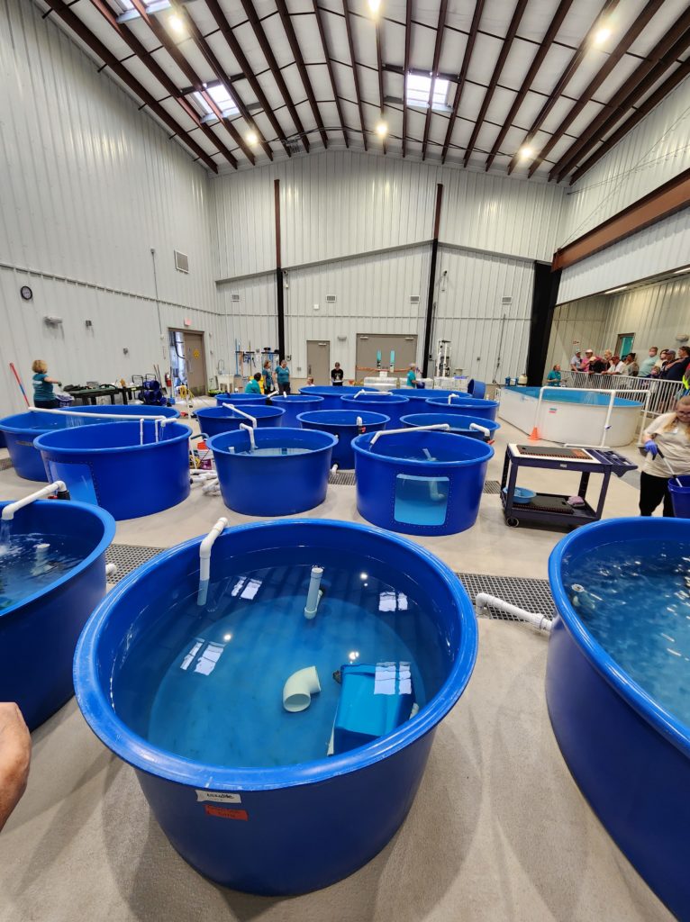 A large room with several different huge blue tanks. Each tank has a sea turtle in it. Lovingly referred to as "Sea Turtle Bay" at the Karen Beasley Sea Turtle Center.