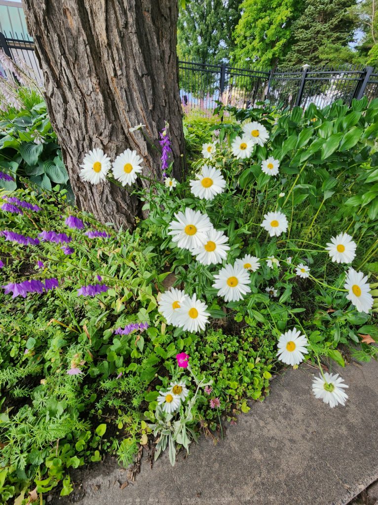 Daisies in a front of a tree trunk with a concrete curb at the bottom. Part of the garden in front of the Soo Locks Visitor's Center.