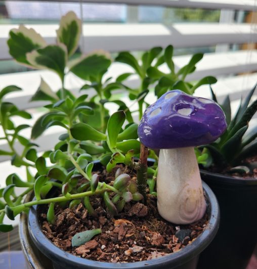 A plant in a black pot with a Seeds of Happiness mushroom sitting in it. Growing plants is how I continuously practice failing.