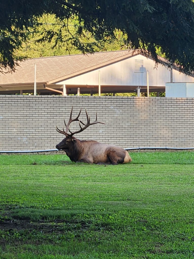 An elk buck with large antlers sitting in a grassy area.