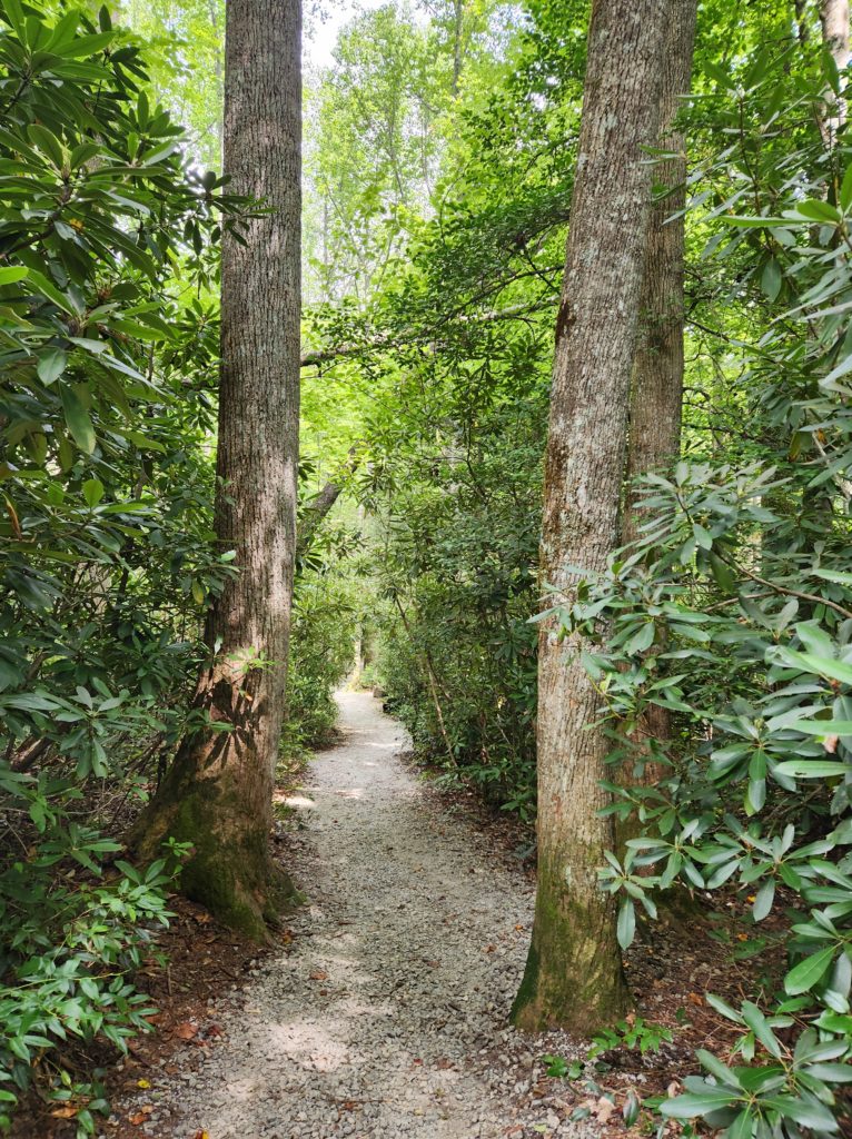 A gravel path leading through the trees in a forest, that leads to Silver Run Falls.